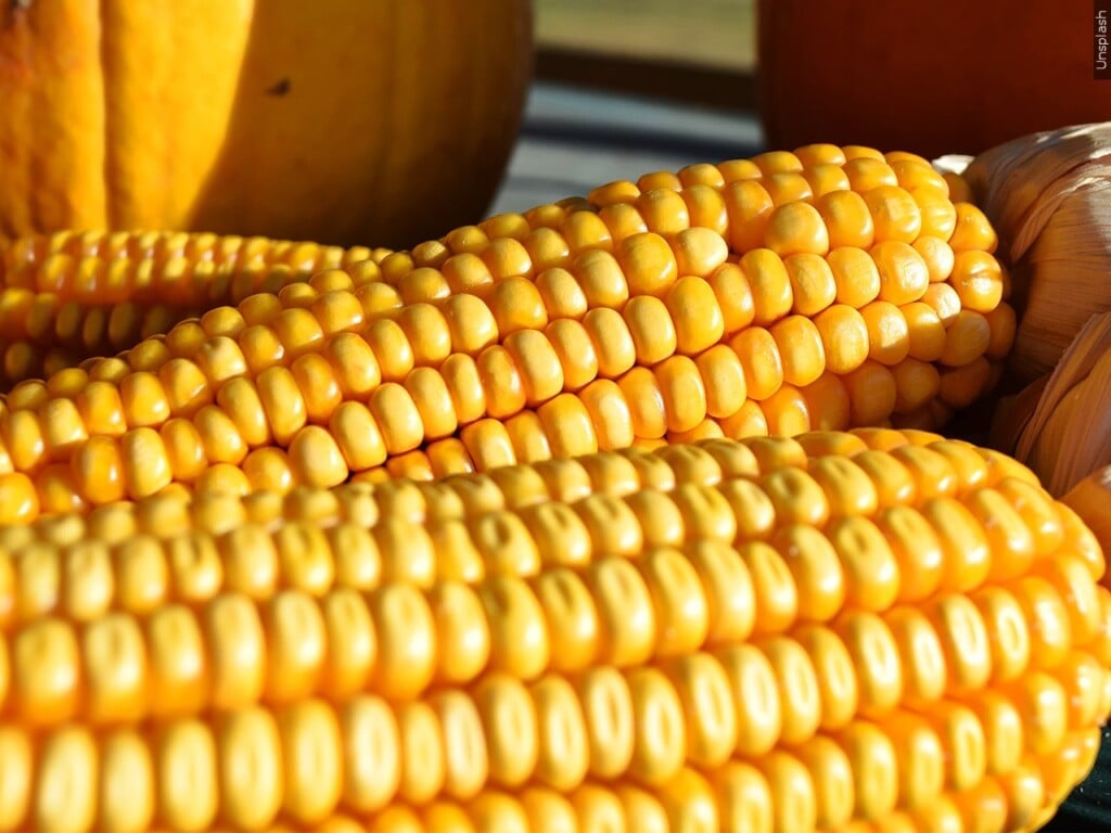 corn