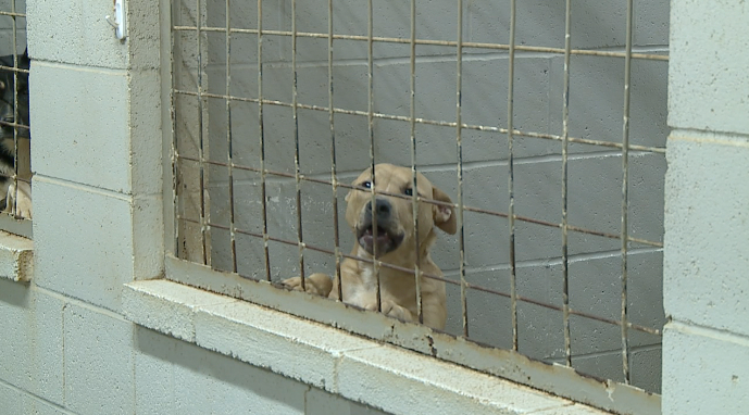 Animal shelters