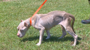 Officials Share Update On Dog’s Condition After Severe Case Of Animal Cruelty