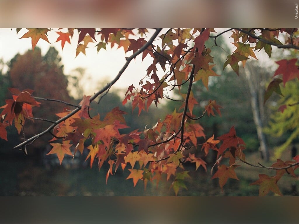 favorite