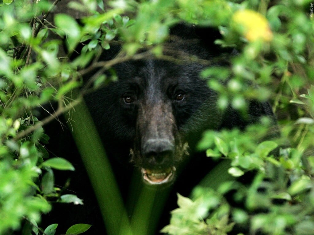black bear