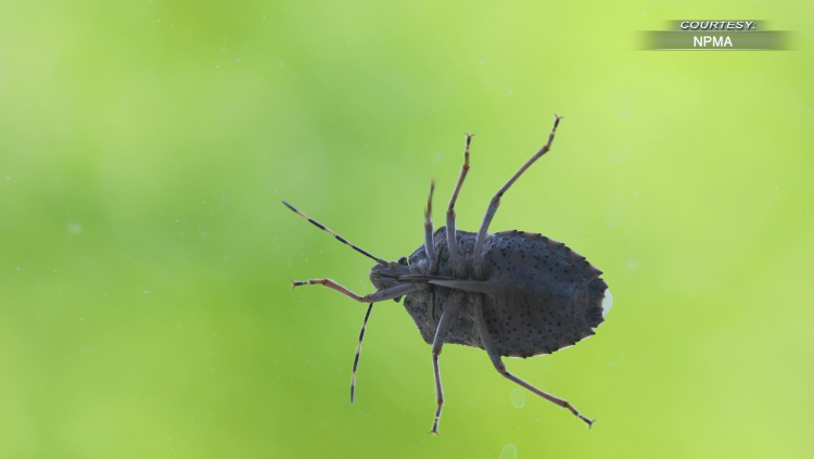 stink bugs