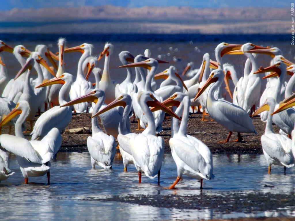 pelican