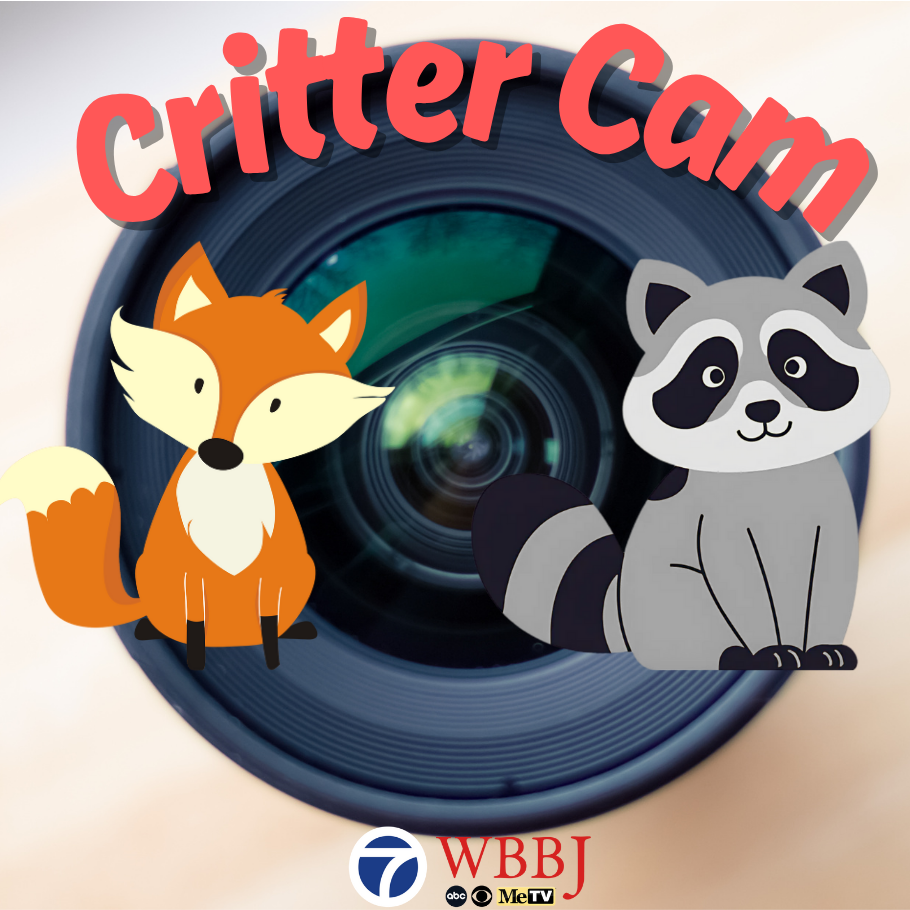 Critter Cam Critter Cam