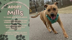 Pet Of The Week Mills