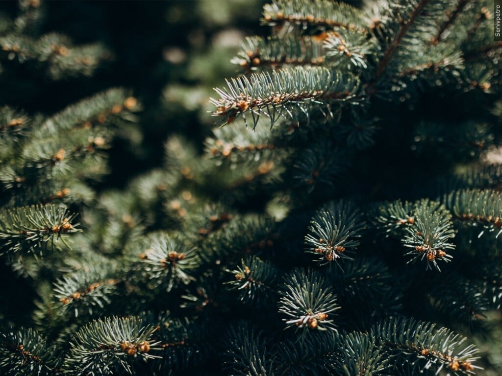 Chipping of the Greens