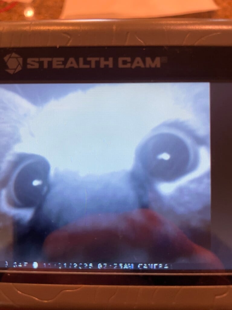 Critter Cam