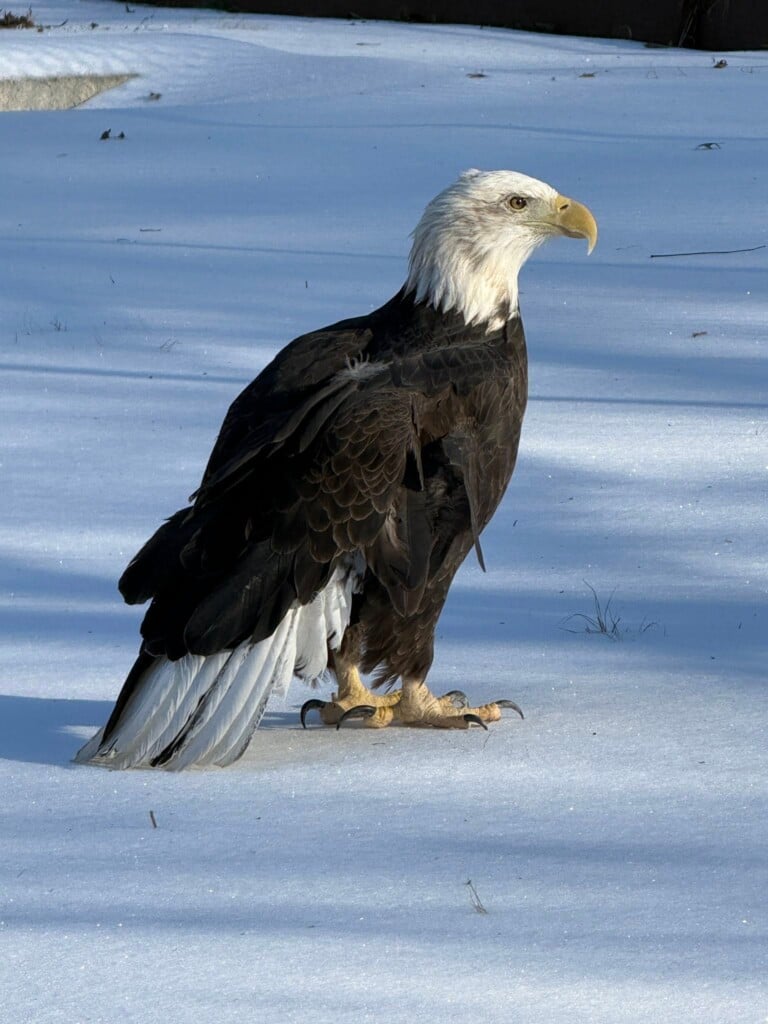 Bald Eagle at Reelfoot
