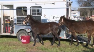 Alamo Rodeo Vosot 10pm Show 032026 (rename For Article)
