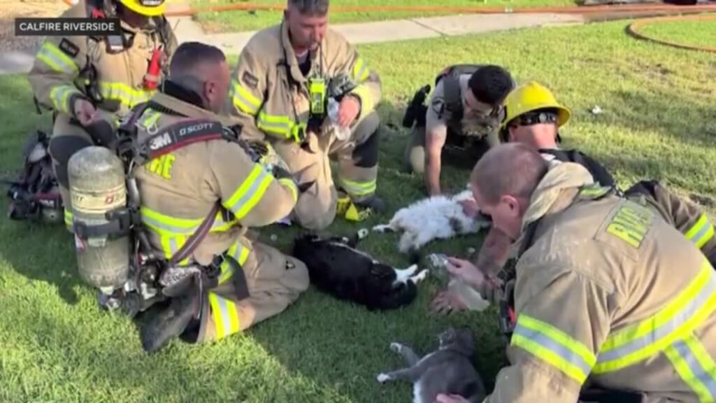 Firefighters Use Oxygen Masks, Cpr To Save Cats From Fire In Senior Living Complex