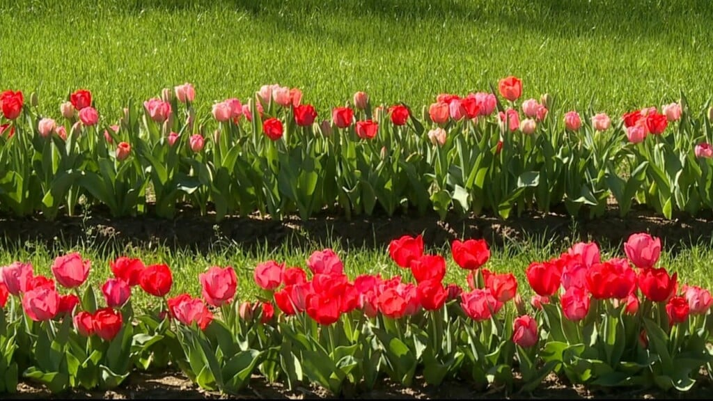 It's Tulip Time At Green Acres Farm