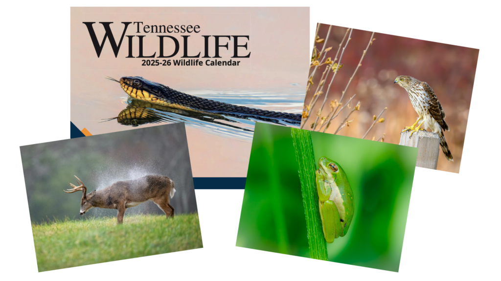 2025 26 Calendar Spread