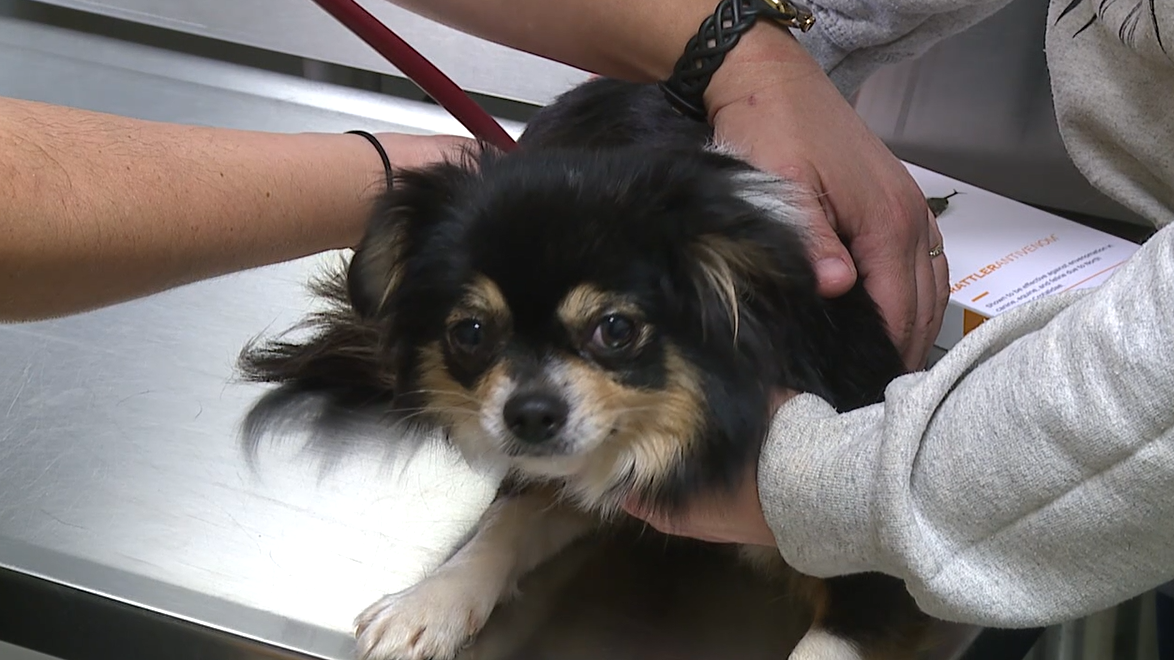 Warmer weather brings snake bite risks for pets