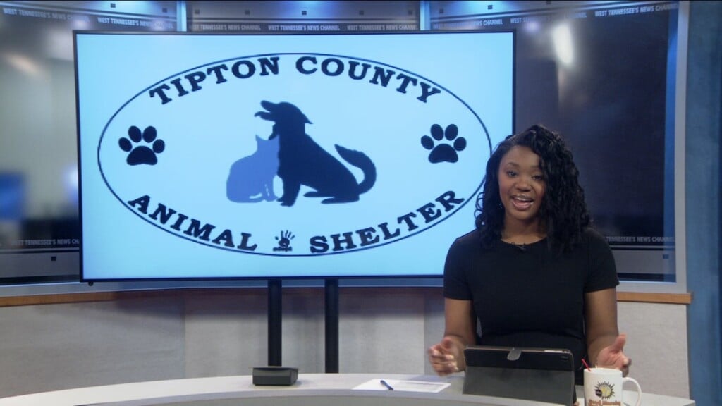 Pet Of The Week: Missy Elliot