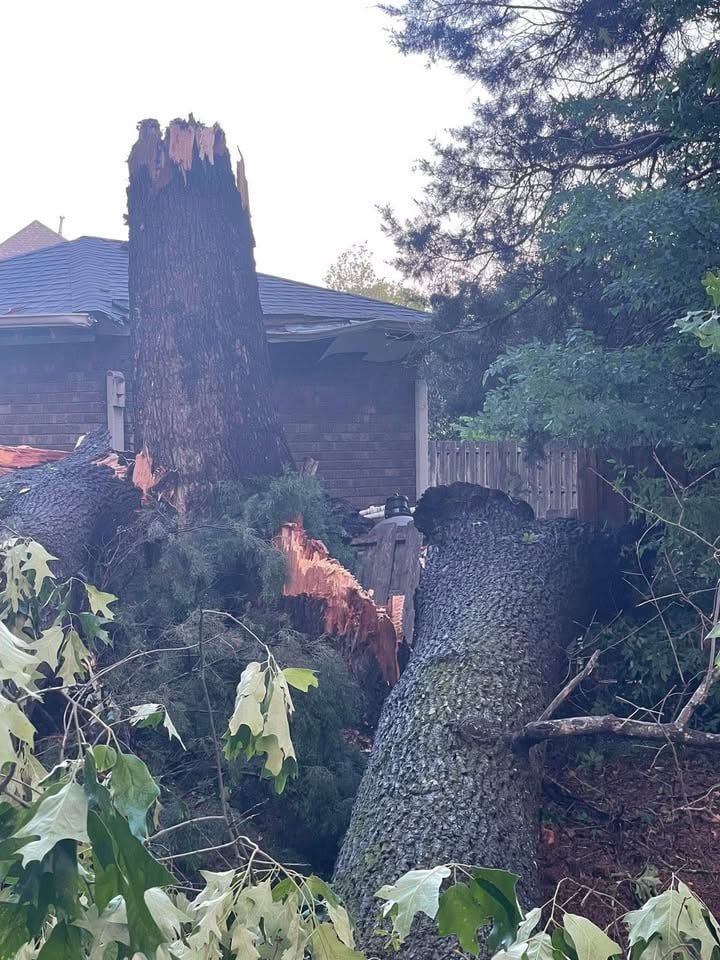Downed tree from storm