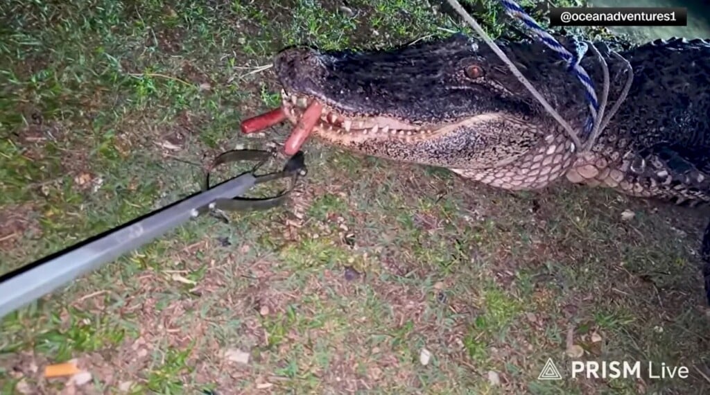 Feeds Gator Hot Dogs