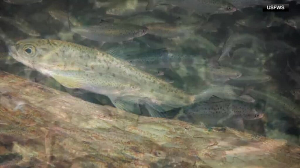 Cocaine Pollution In Waterways Appears To Be Changing Salmon Behavior, Study Says