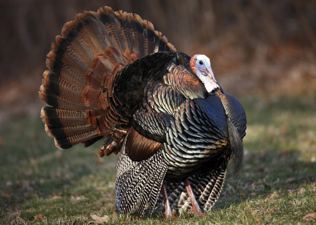 The Eastern wild turkey