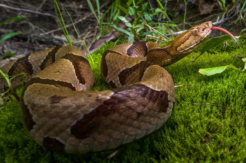 COPPERHEAD