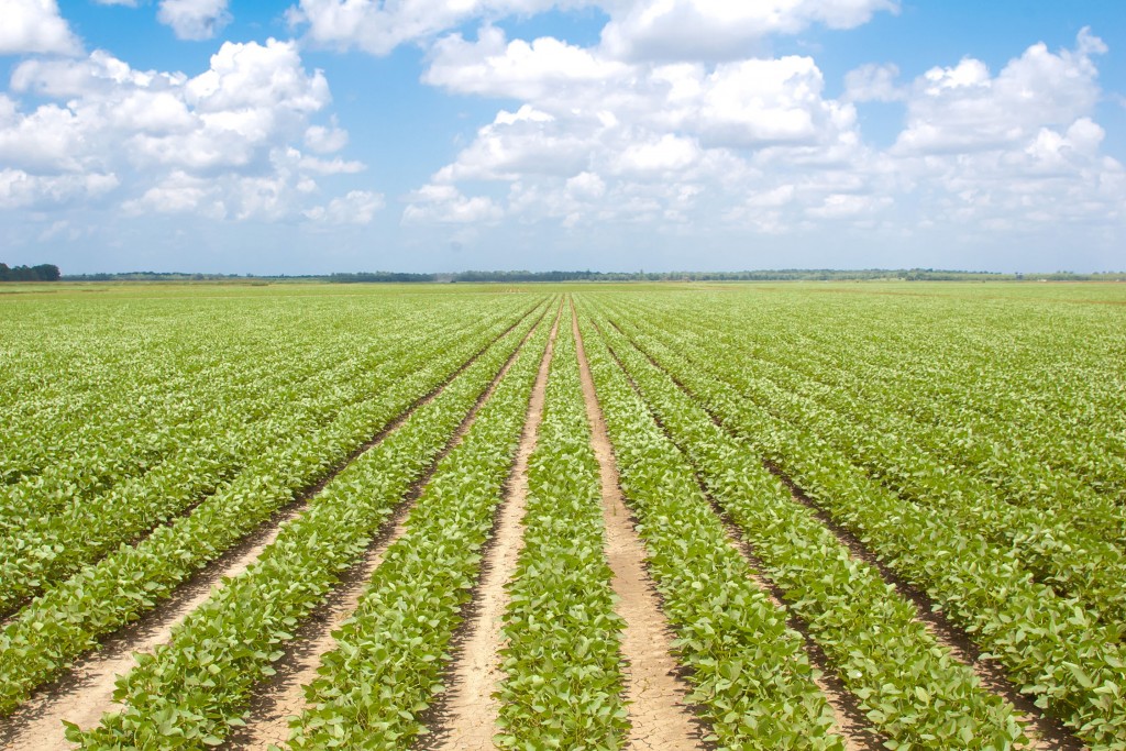 Mississippi State University scientists simulated various on-farm soybean production scenarios to analyzed risk-management programs in the new farm bill. Their results should help soybean producers make informed decisions for the next crop.