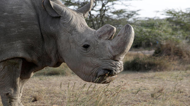 FILE PHOTO: The last surviving male northern white rhino named 'Sudan' is seen at the Ol Pejeta Conservancy in Laikipia