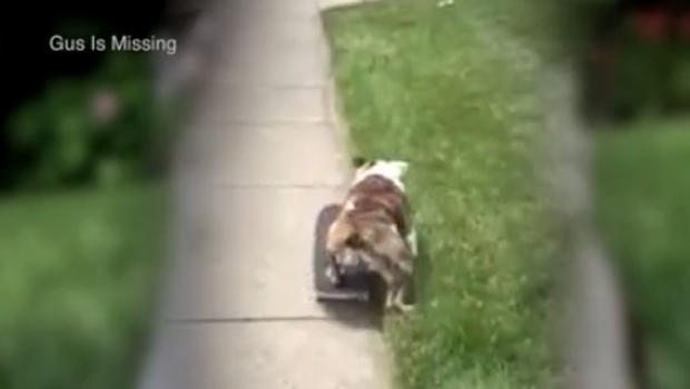 gus-skatreboarding.jpg 
