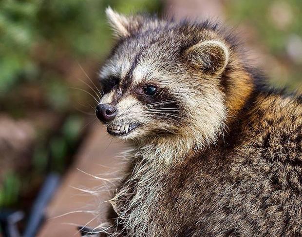 raccoon4.jpg 
