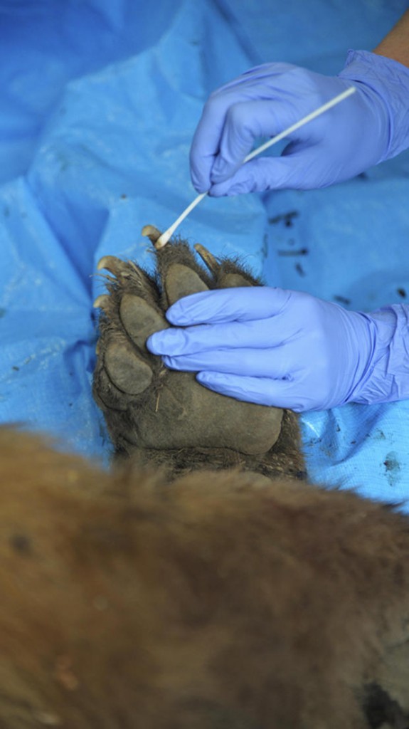 In this photograph provided by the Colorado Department of Parks and Wildlife