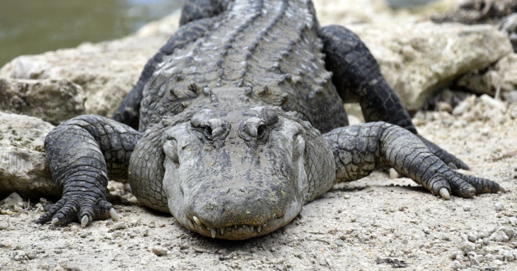 An American Alligator rests on a rock at the alligator lagoon at Everglades Alligator Farm in Homestead