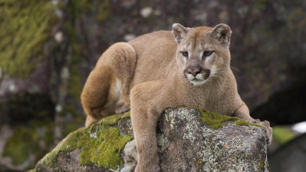 Mountain Lion on moss covered rocks during spring time