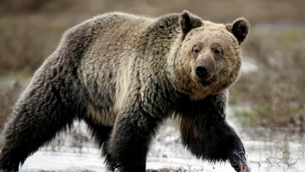 FILE PHOTO: A grizzly bear roams through the Hayden Valley in Yellowstone National Park in Wyoming