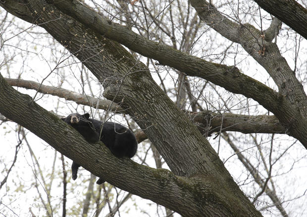 Bear in Tree 