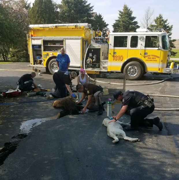 180509-indiana-dog-rescue-01.png 