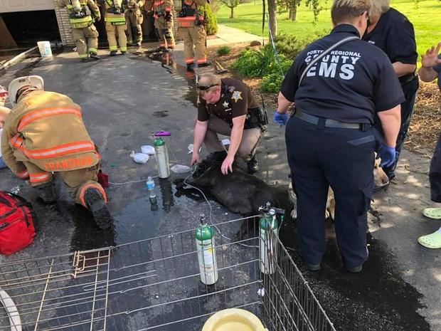180509-indiana-dog-rescue-03.jpg 
