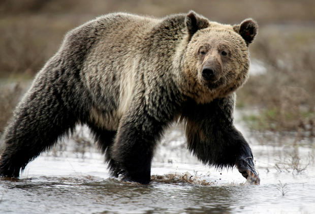 FILE PHOTO: A grizzly bear roams through the Hayden Valley in Yellowstone National Park in Wyoming 