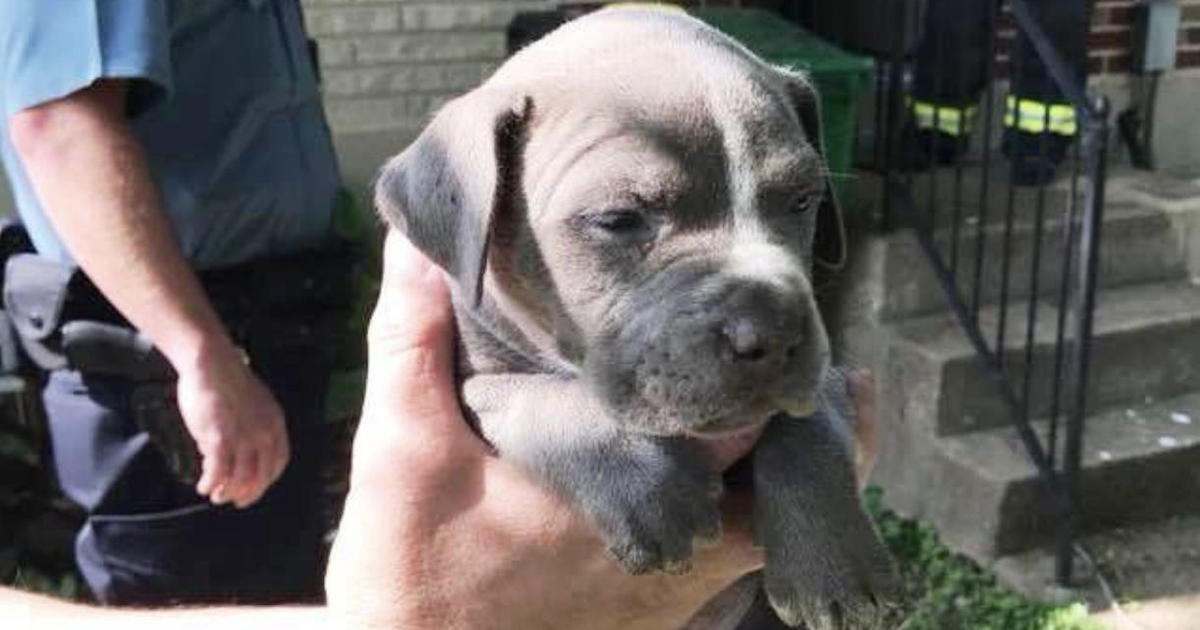 Firefighters rescue puppy stuck in pipe - Home - WCBI TV | Telling Your ...