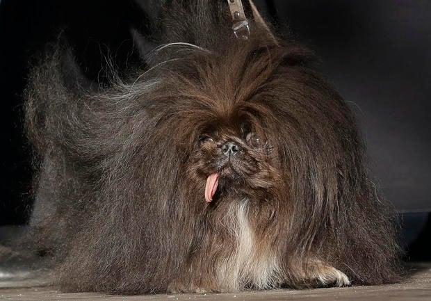APTOPIX World's Ugliest Dog 