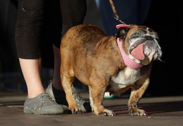 World's Ugliest Dog 