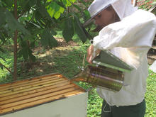 summer-fridays-erica-thum-tends-her-bee-colony.jpg 