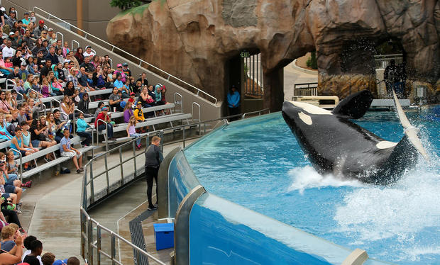 SeaWorld unveils its new Orca Encounter show in San Diego