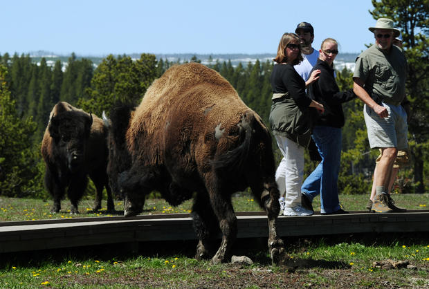 American Bison (also known as Buffalo) pass by tourists at Yellowstone National Park