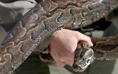Insane snake attacks (WARNING: GRAPHIC IMAGES)