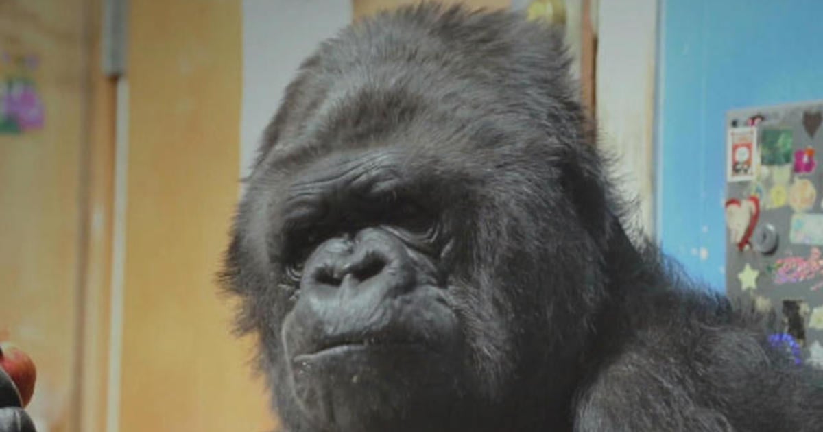 Remembering the human side of Koko the gorilla - Home - WCBI TV ...