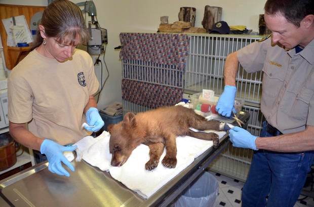 Colorado Wildfires Bear Cub 