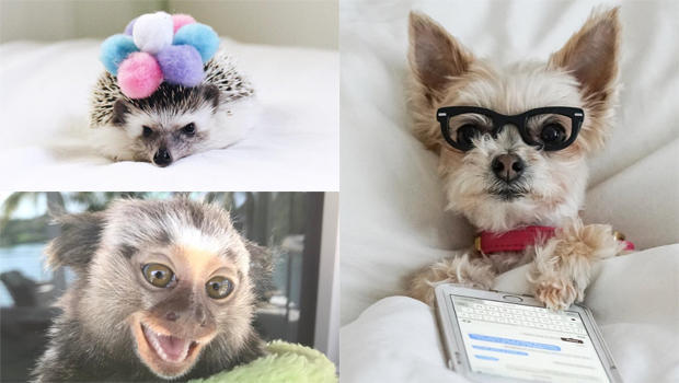 instagram-stars-atticus-the-hedgehog-yeti-kong-and-ella-bean-620.jpg 