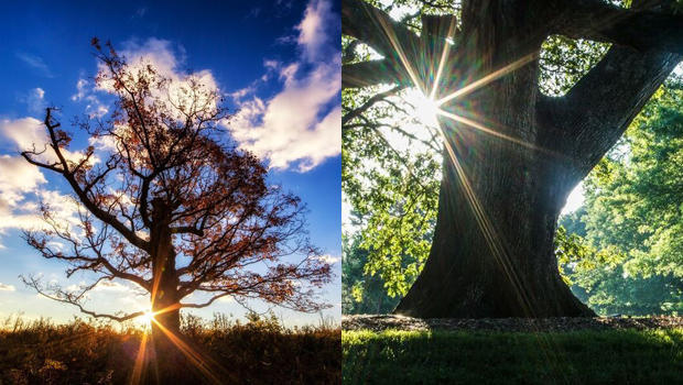 signal-tree-at-fishers-hill-battlefield-strasburg-va-brompton-oak-battle-of-the-wilderness-fredericksburg-va-photos-buddy-secor.jpg 