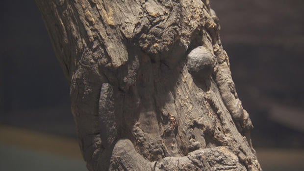 witness-tree-specimen-bullet-620.jpg 