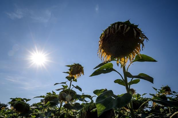 Sunflowers are seen under the sun