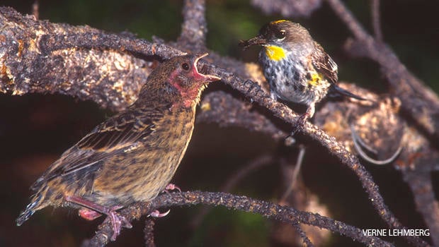 cowbird-fledgling-and-yellow-rumped-warbler-parent-verne-lehmberg-620.jpg 