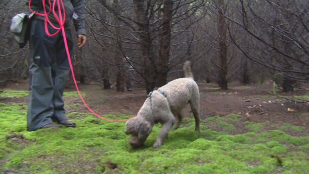 truffles-autumn-the-truffle-hunting-lagotto-romagnolo-620.jpg 